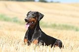 DOBERMANN 955